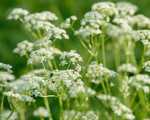 Green anise fields